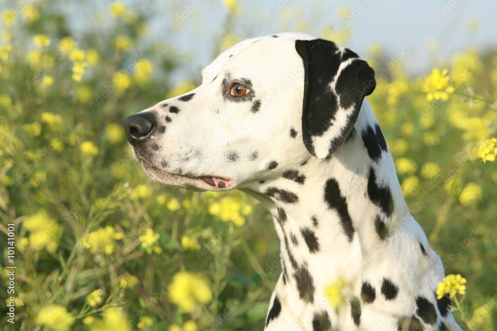 Ταπετσαρία Portrait de profil d'un Dalmatien dans les fleurs des champs
