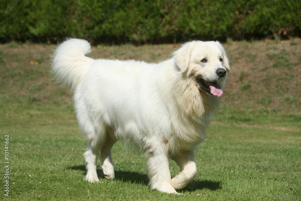 Adorable Berger des tartras marchant tranquillement Adorable Berger des tartras marchant tranquillement