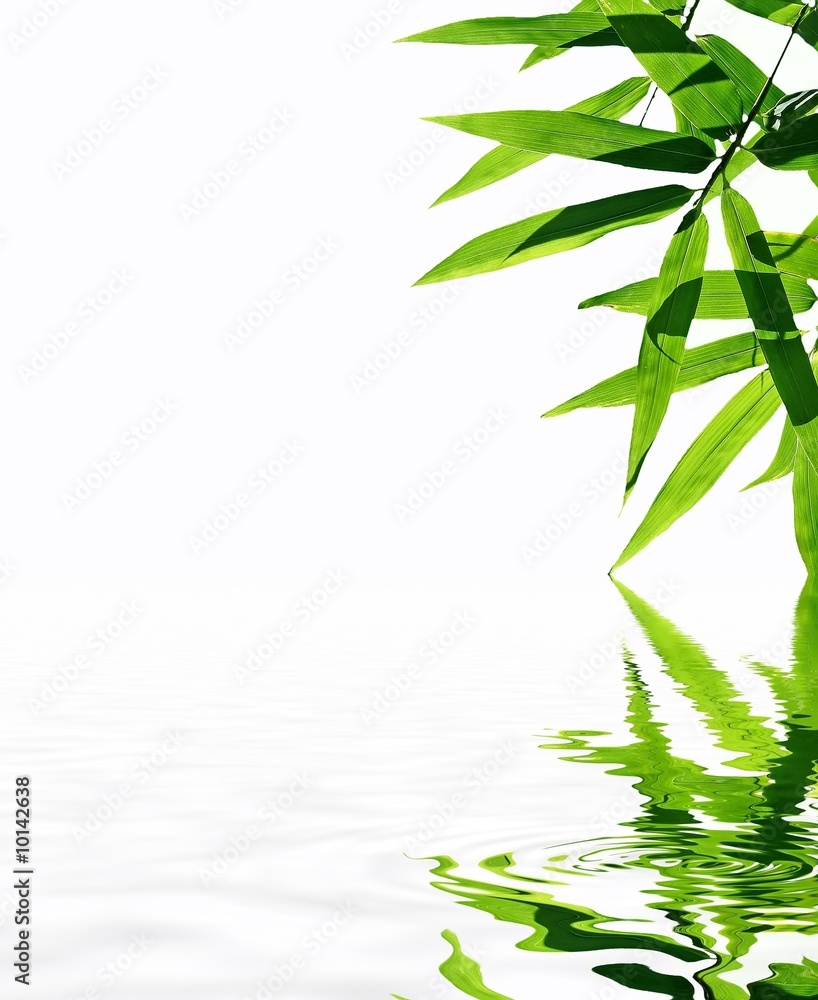 Fototapeta premium bamboo with reflection in the water,Zen atmosphere.