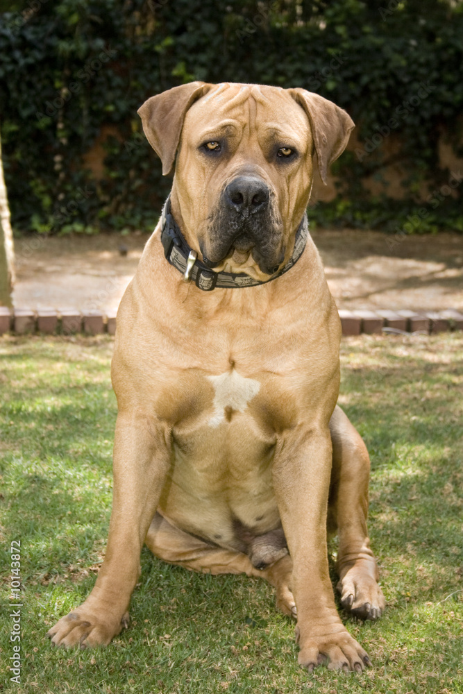 full body shot of male boerboel dog sitting down