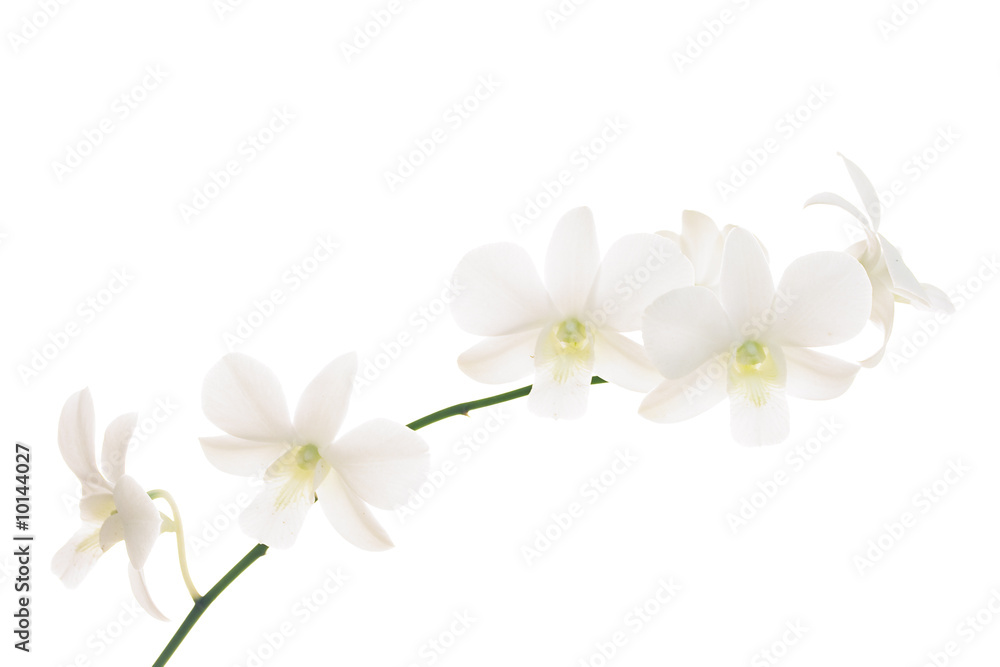 Branch of white orchids on white background.