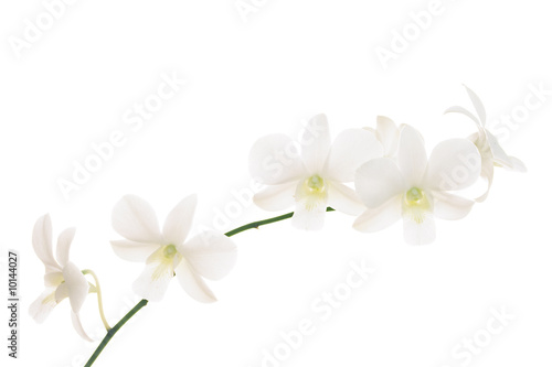 Branch of white orchids on white background. © Olga Khoroshunova