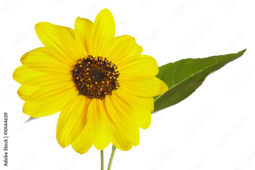 Fototapeta premium yellow ornamental sunflower isolated on white background