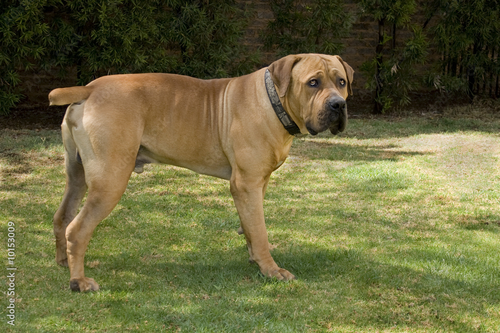 male boerboel dog standing on green grass with  attentive frown