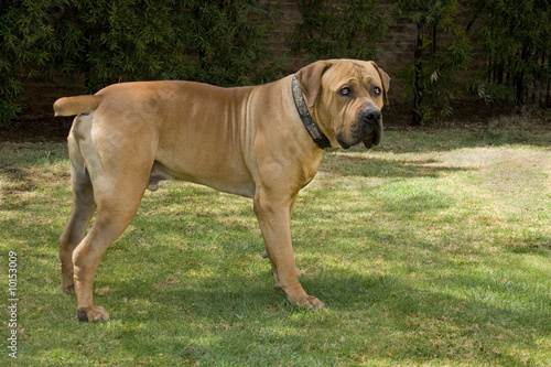 male boerboel dog standing on green grass with  attentive frown