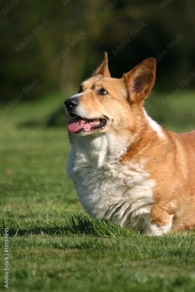 Welsh corgi pembroke couché en portrait scrutant le ciel Welsh corgi pembroke couché en portrait scrutant le ciel