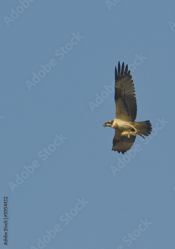 One Osprey is hunting fish in wetland on Korea.