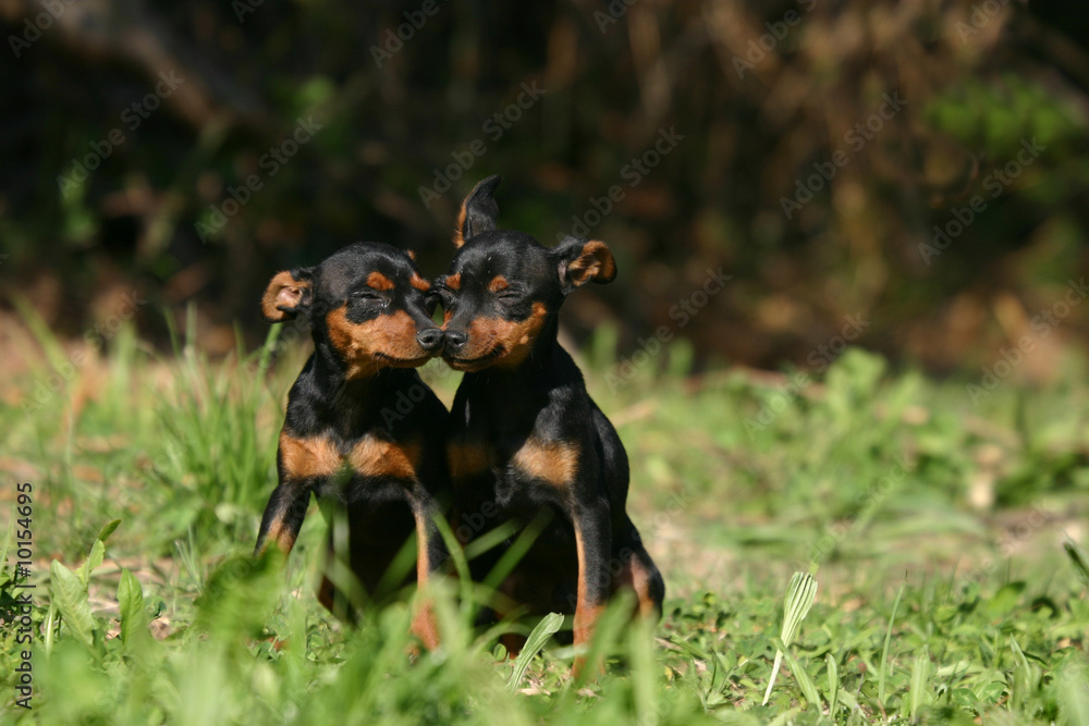 Duo de Pinscher nain assis à la campagne Duo de Pinscher nain assis à la campagne