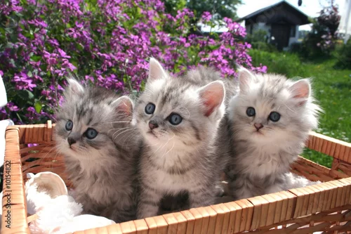 Obraz Gysmo, Toulouse & Luna