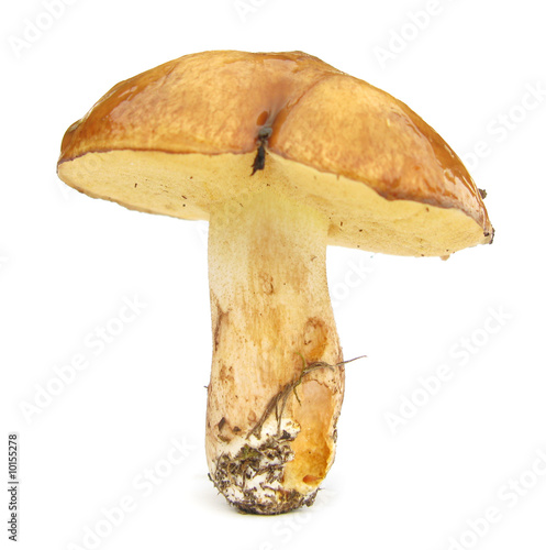 Larch Bolete Suillus grevillei edible mushroom photo