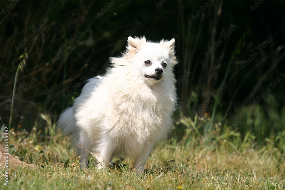 spitz nain blanc l'air attentif spitz nain blanc l'air attentif