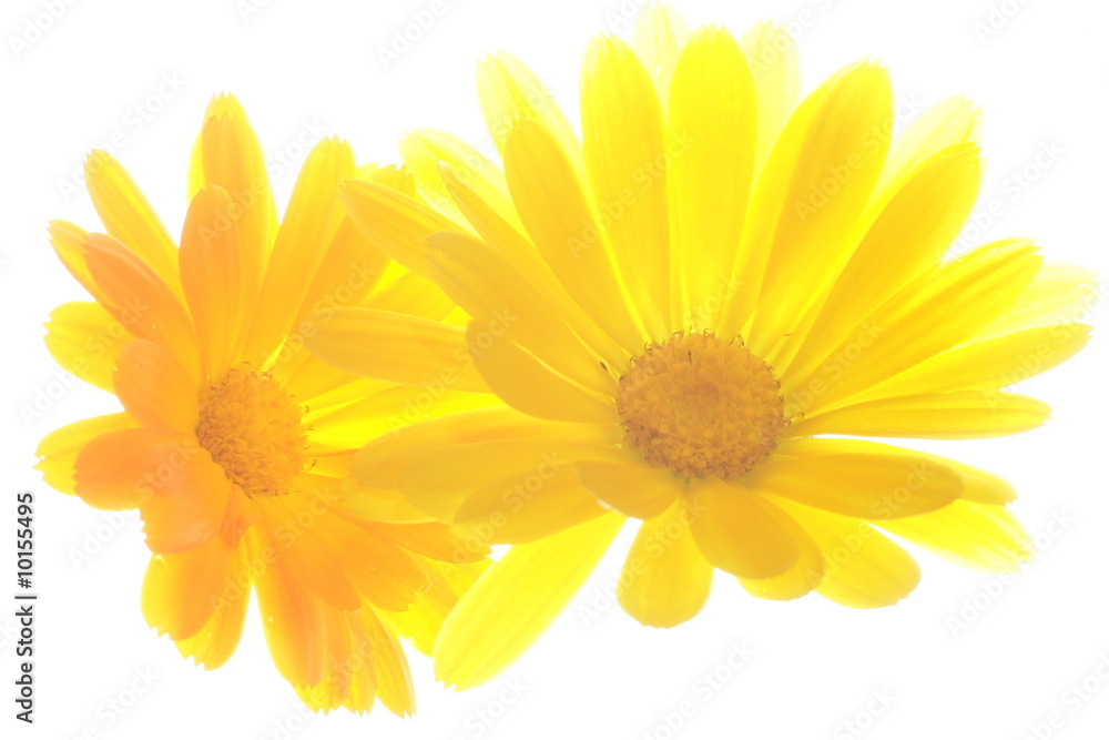 Fototapeta premium Flower isolated