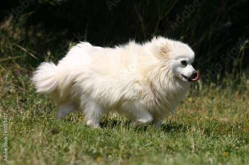 spitz nain blanc se promenant dans l'herbe