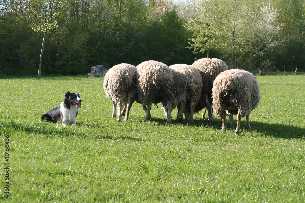 Obraz premium le border collie qui se repose près de son troupeau