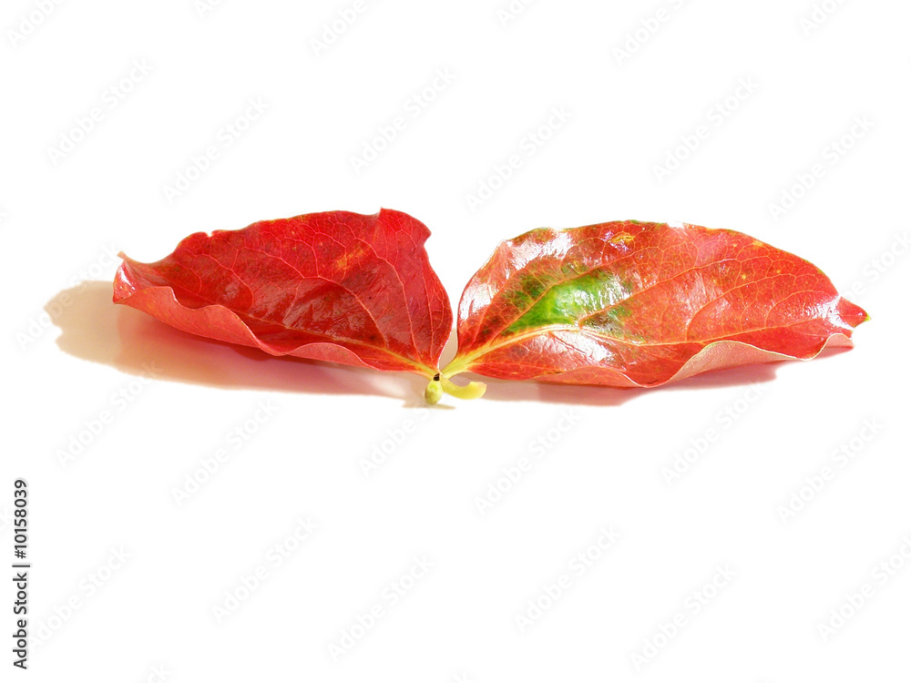 persimmon leafs