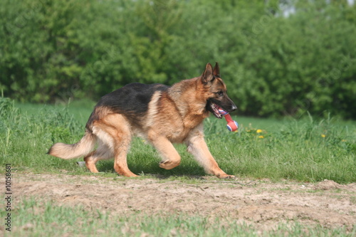 berger allemand avec un jeu dans la bouche © Dogs