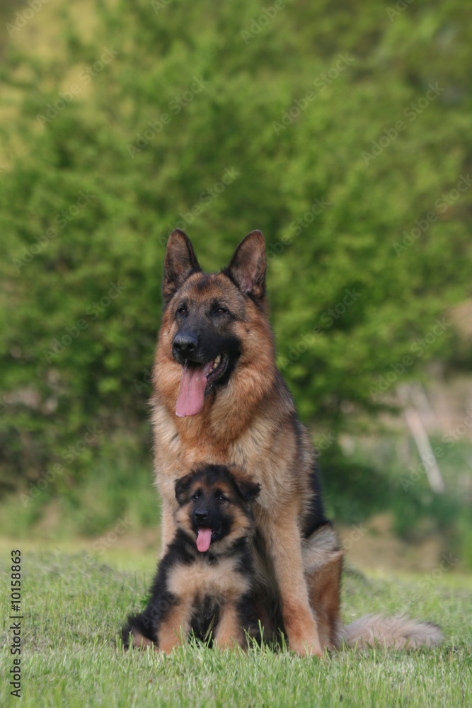 berger allemand papa et son bébé berger allemand papa et son bébé