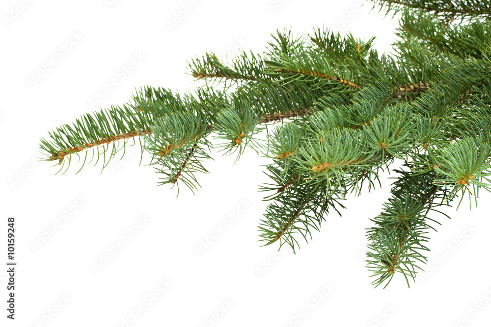 Fir tree branch on a white background. Fir tree branch on a white background.
