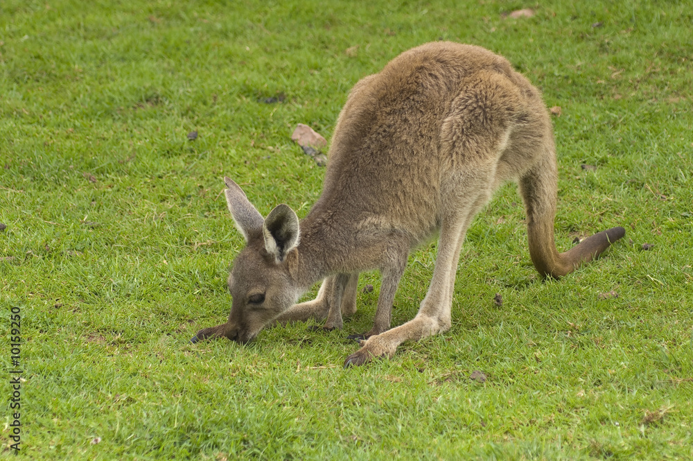 Closeup of Western Grey Kangaroo (macropus fuliginosus) Closeup of Western Grey Kangaroo (macropus fuliginosus)