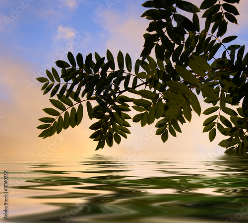 Bild auf Leinwand sunset and rowan-tree in water