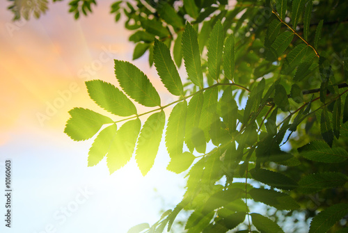 rowan-tree and sunset