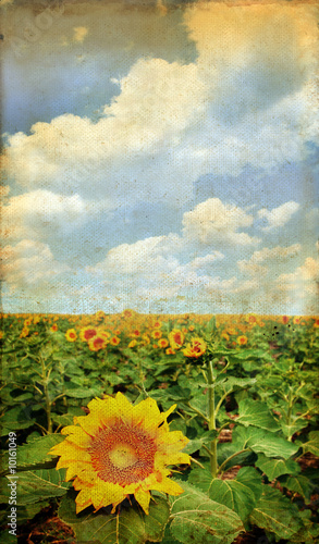 Sunflower field on a grunge background.