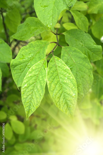 Wallpaper Mural green leaves and sunlight Torontodigital.ca