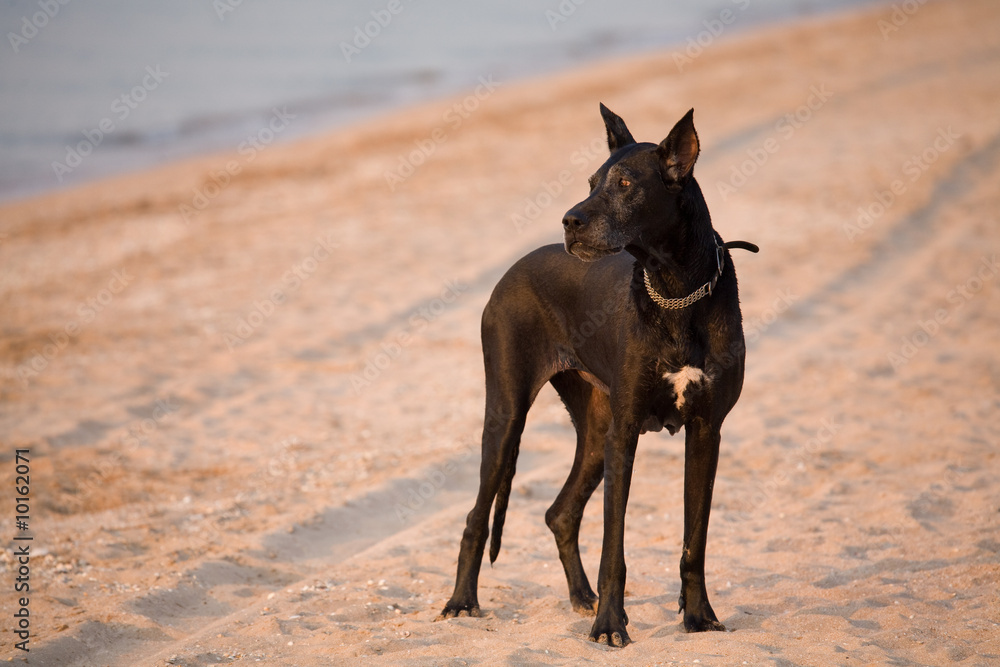pets series: black dog with collar on the beach pets series: black dog with collar on the beach