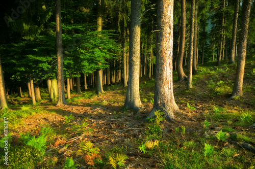 Wild forest. Dark saturated colors.