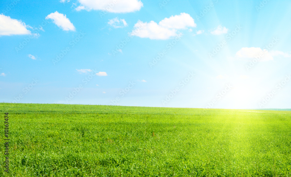 perfect summer day and field of grass perfect summer day and field of grass