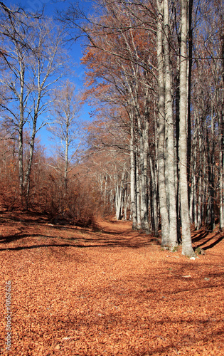 chemin de feuilles mortes photo