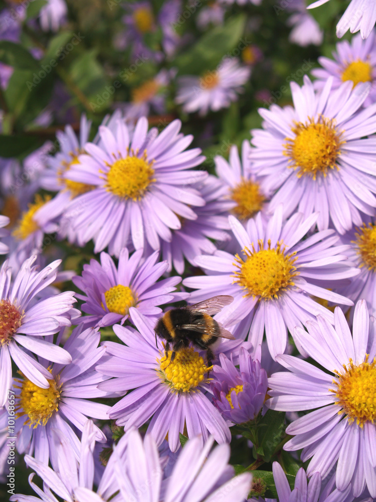 Fototapeta premium Hummel auf Aster