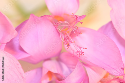 Closeup of crocus flowers. photo