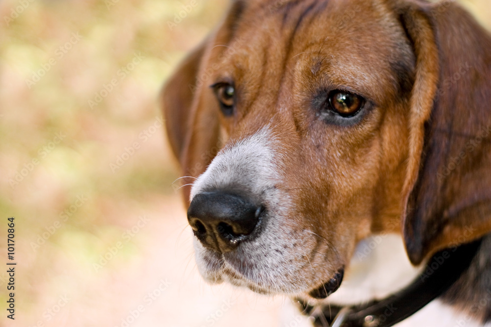 A young beagle dog gazing to the left with copyspace.