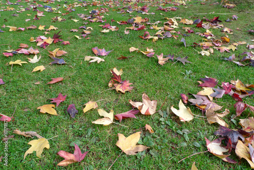 feuilles mortes