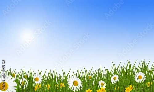 Fototapeta Naklejka Na Ścianę i Meble -  spring meadow with daisies