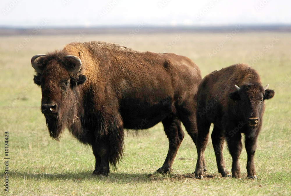 two of wild buffalos. Askania-Nova. Ukraine two of wild buffalos. Askania-Nova. Ukraine