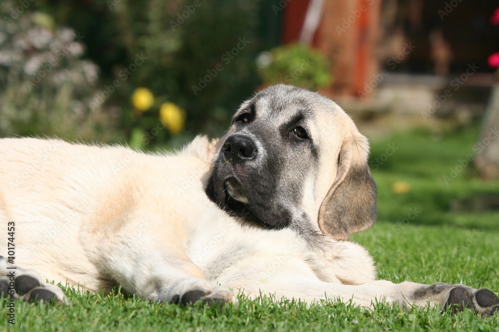 le regard attendrissant du matin espagnol