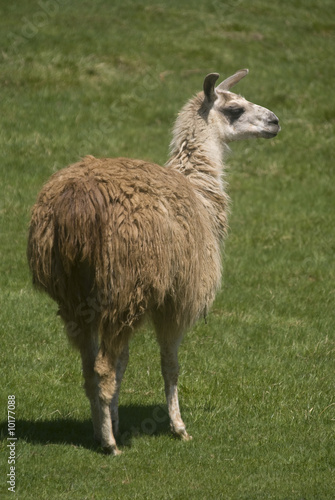 Close up of a Llama (Lama glama) © Stephen Meese