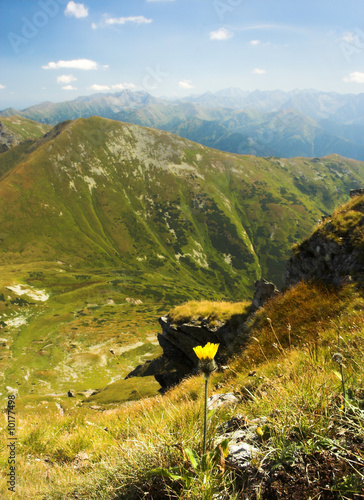 The Coltsfoot with the Mountains photo