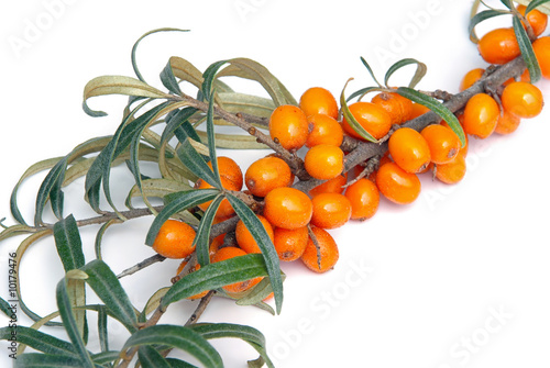 Sanddorn - sallow thorn 04