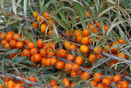 Sanddorn - sallow thorn 07