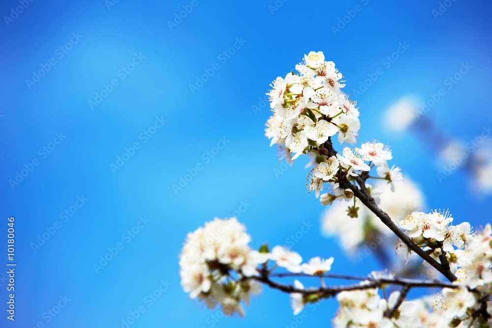 Blooming cherry tree in early springtime, daylight.