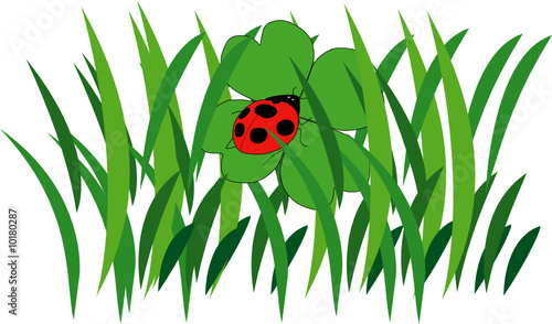 coccinella