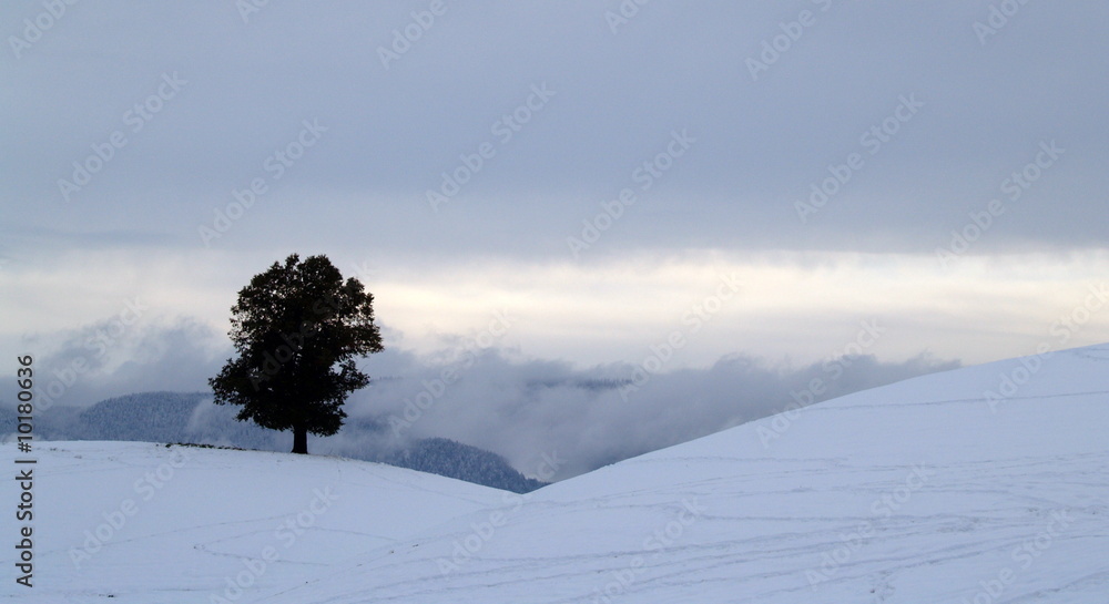 colline et arbre isolé