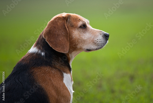 Old beagle dog