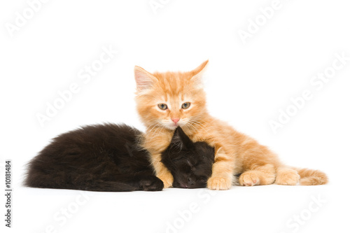 A yellow kitten looks up while a black cat snoozes