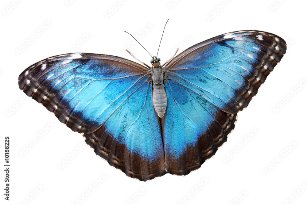 Fototapeta premium Isolated blue morpho menelaus Butterfly