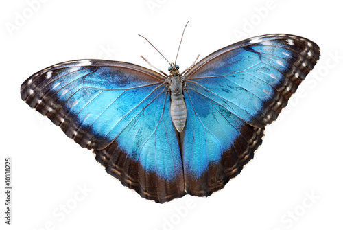 Isolated blue morpho menelaus Butterfly