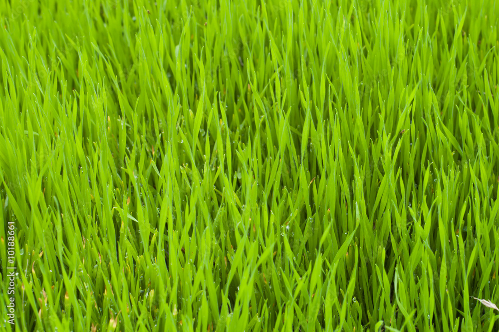 beautiful green lawn grass beautiful green lawn grass